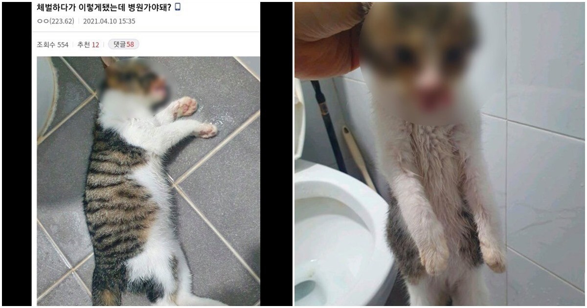 디씨인사이드 야옹이 갤러리 역대만행정리 (잔인함 주의) 사진 | 인스티즈