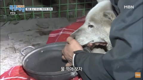 당신이 버린 강아지는 어떻게 되었을까 | 인스티즈