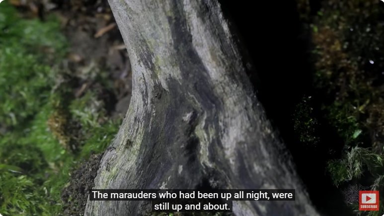 거대한 수조에 열대우림 환경을 조성해놓으면 생기는 일 - 2 | 인스티즈