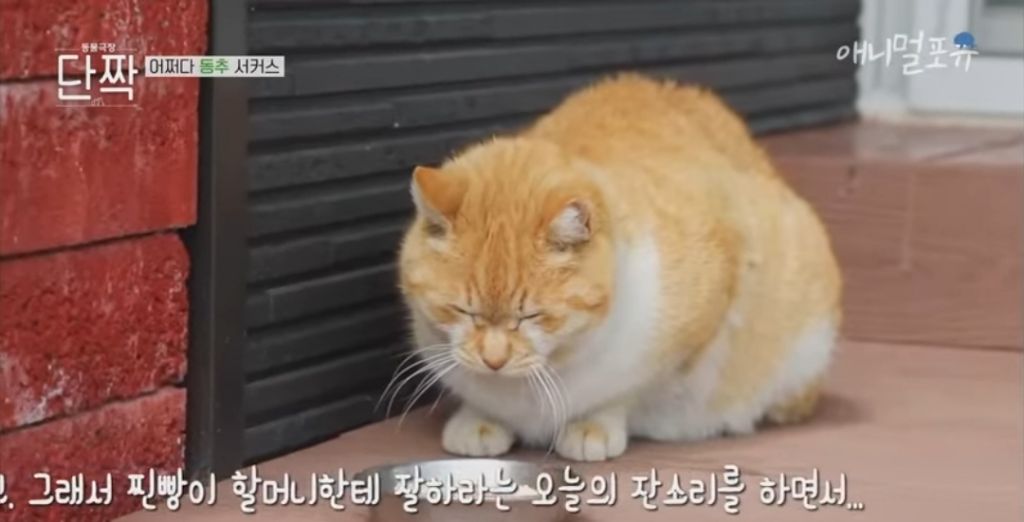 겁나 재밌게 사는 할아버지와 냥댕이들ㅋㅋㅋ.gif | 인스티즈