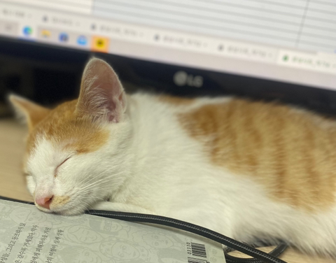 냥줍한지 한달 된 우리 고양이 보고가~!~! | 인스티즈