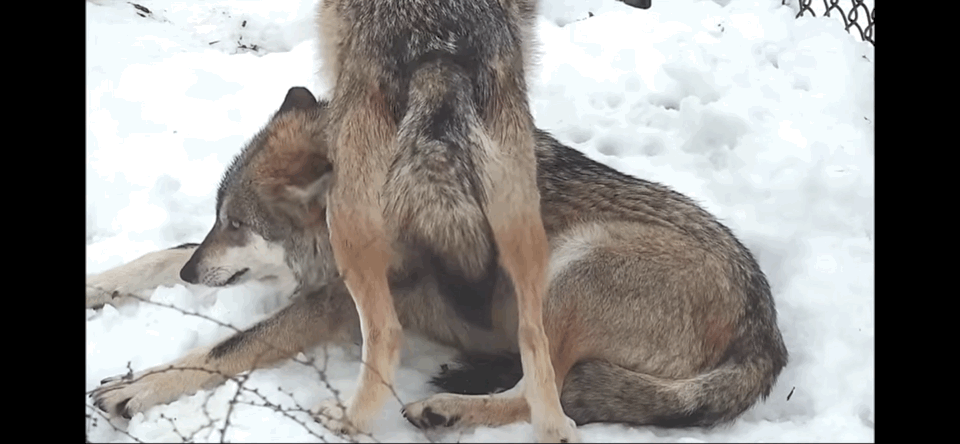 괜히 가만히 있는 동생 괴롭히는 거 늑대도 똑같음 ㅋㅋㅋㅋㅋㅋㅋ | 인스티즈