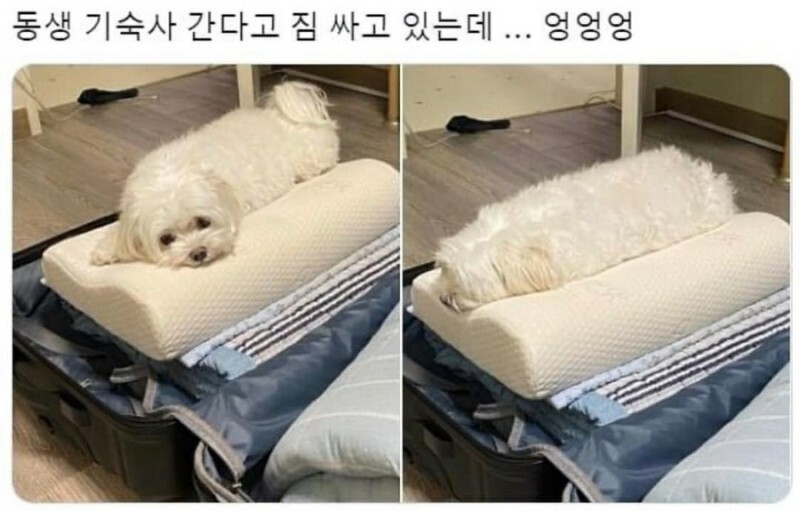 동생 기숙사 간다고 짐싸는데 | 인스티즈
