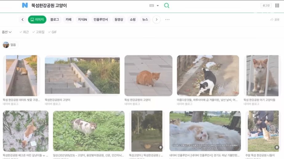 꽁꽁얼어붙은 한강위를 걷는 고양이는 몇살일까? | 인스티즈