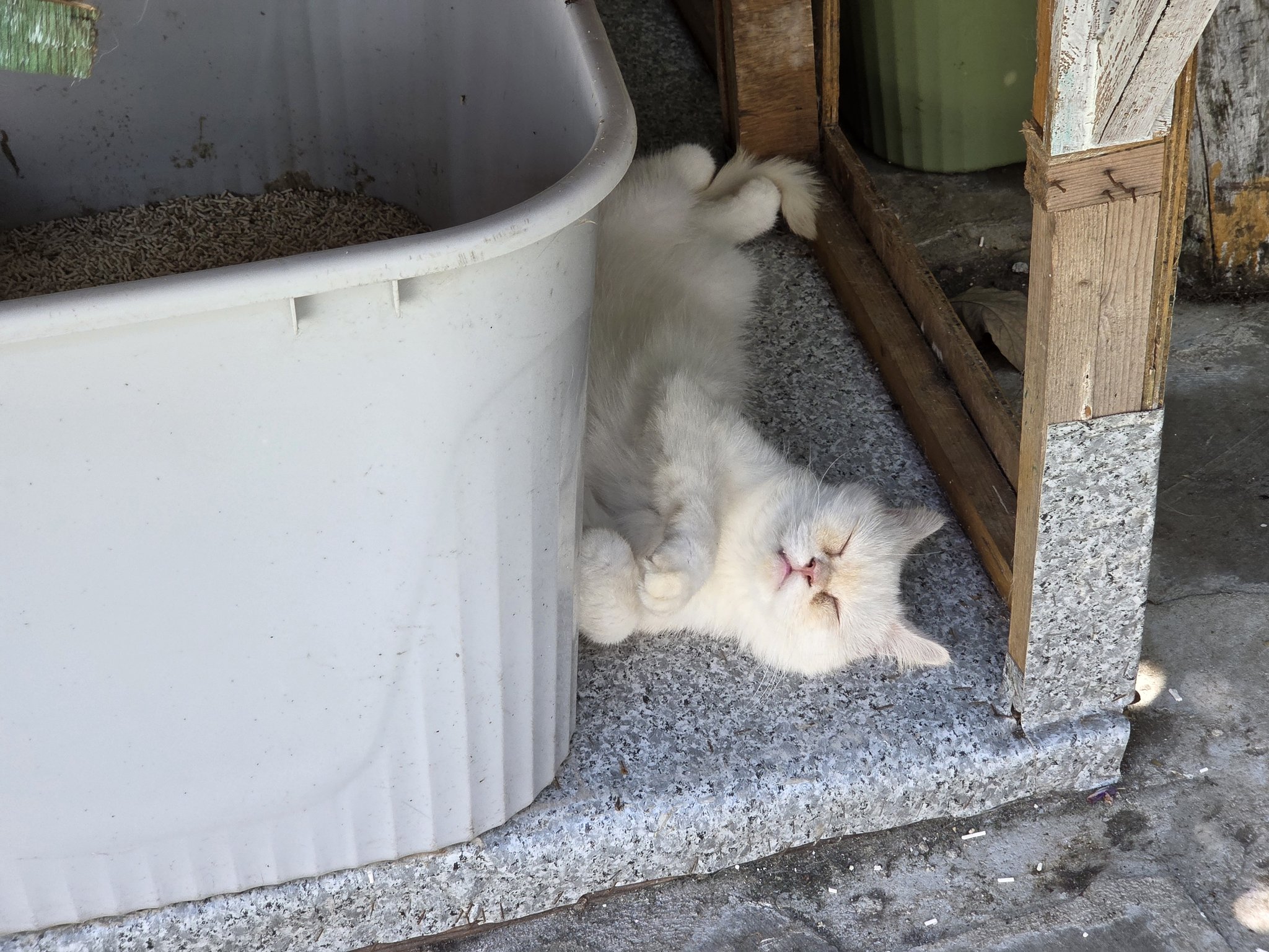 인천 영흥도에 있는 고양이역.jpg | 인스티즈