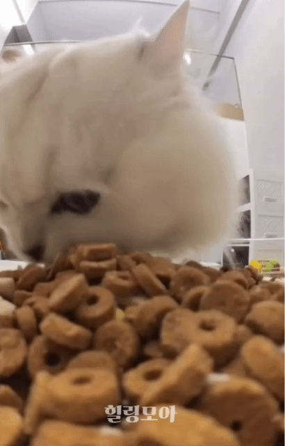 욕심은 많은데 입이 작은 고양이 | 인스티즈