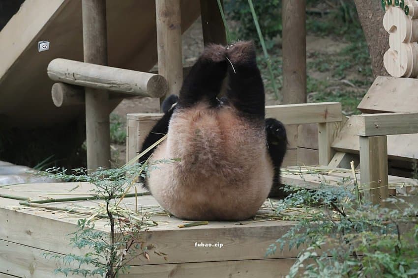 푸바오 얼굴 찌부 짤 모음 🥴 | 인스티즈