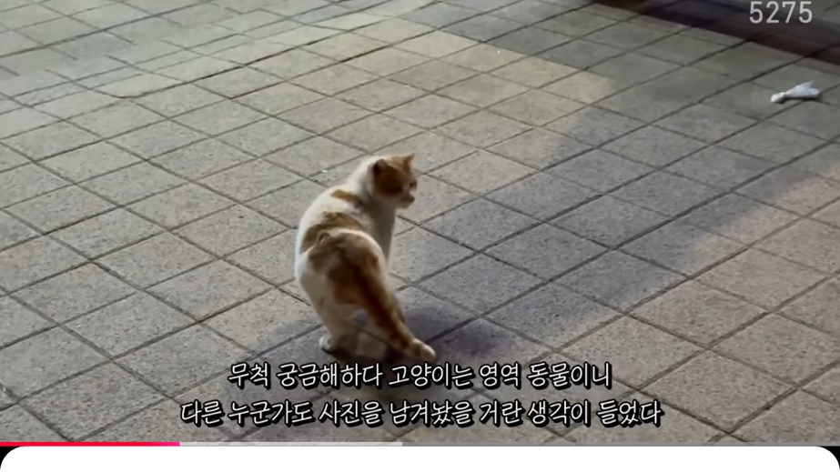 꽁꽁얼어붙은 한강위를 걷는 고양이는 몇살일까? | 인스티즈
