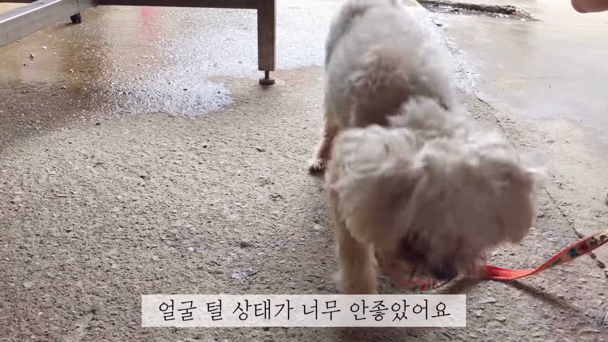 "공고번호 411번" 강아지가 입양되기 전 후 모습.jpgif | 인스티즈