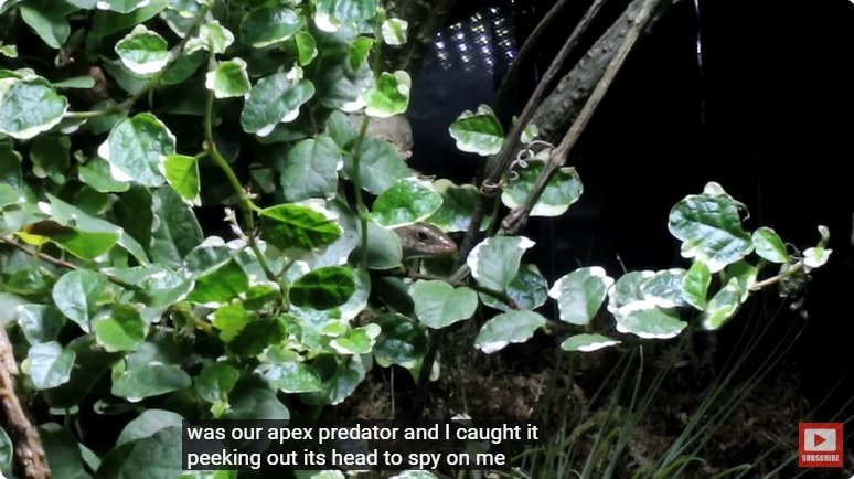 거대한 수조에 열대우림 환경을 조성해놓으면 생기는 일 - 3 | 인스티즈