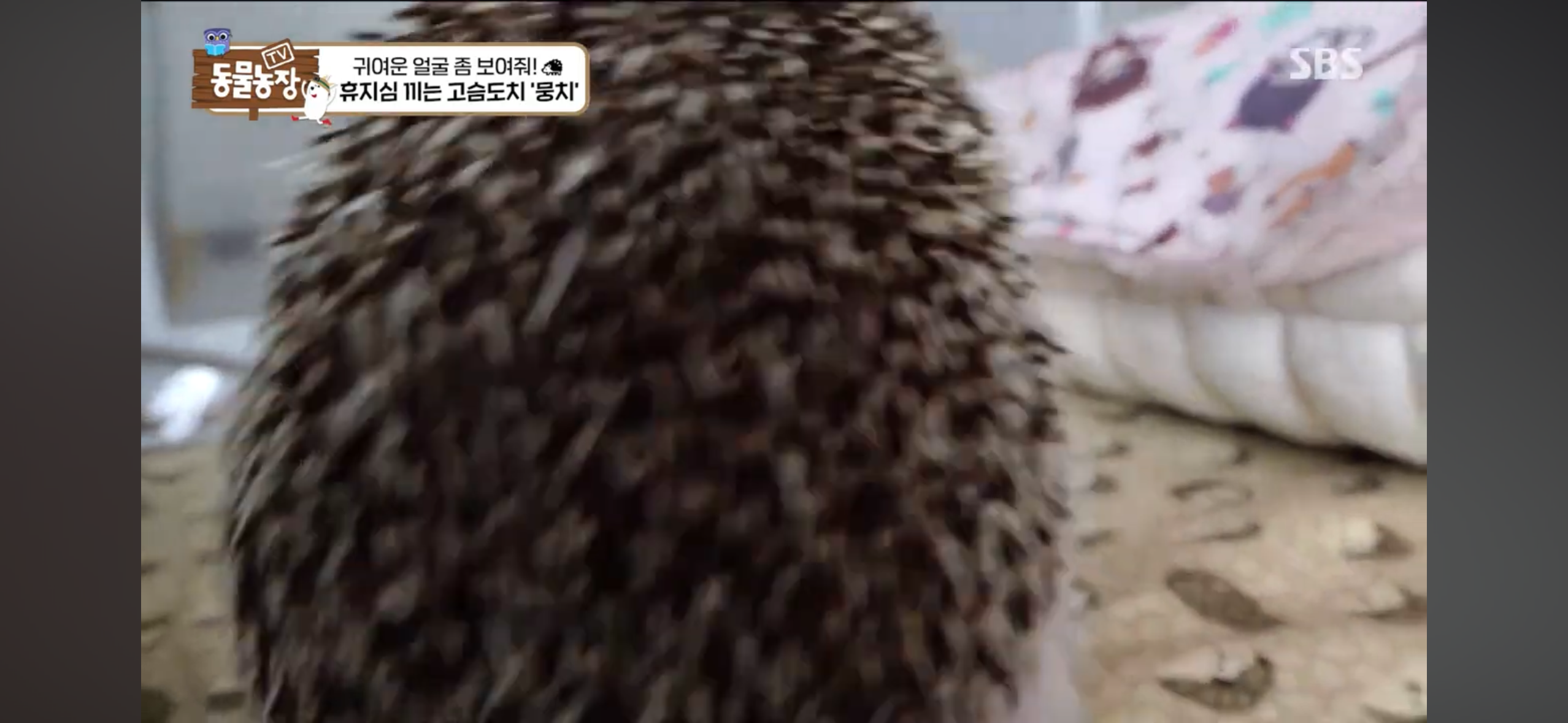 따봉고슴도치 휴지심 좋아도치 | 인스티즈