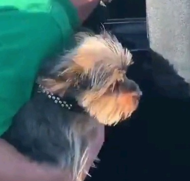 손 안 대고 차에 갇힌 강아지 구하기 | 인스티즈