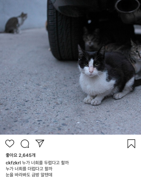 길에서 살아가는 고양이들 모습을 담은 인스타 | 인스티즈