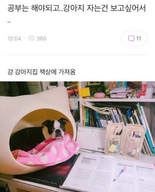 아빠가 개새랑 외출했다고 사진 보내줌 | 인스티즈