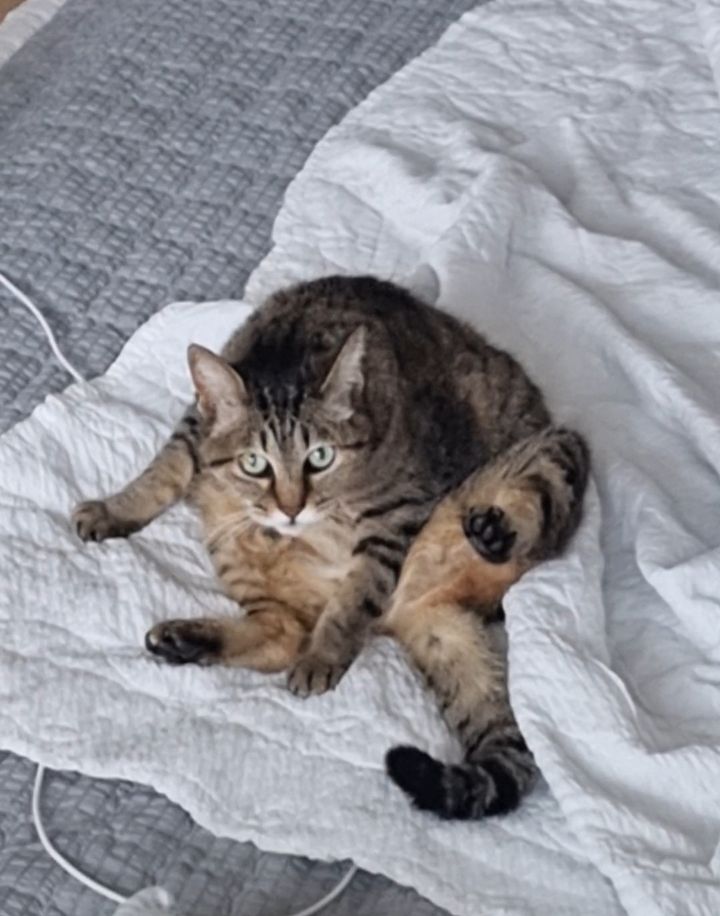 주차장에 버려진 고양이 | 인스티즈