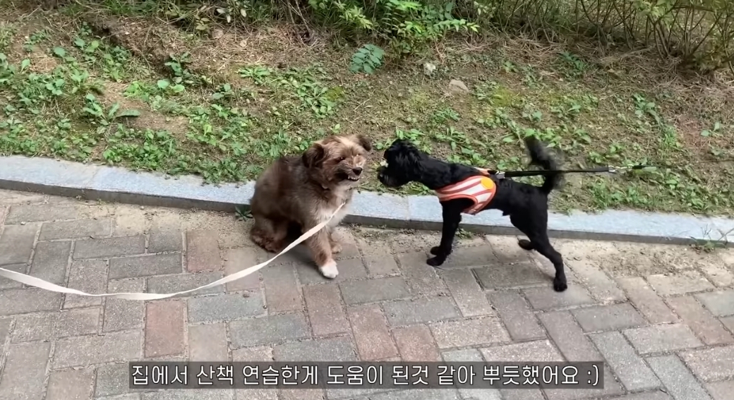 유기견 입양전후 변화. 겁많은 강아지의 100일간 브이로그 | 인스티즈