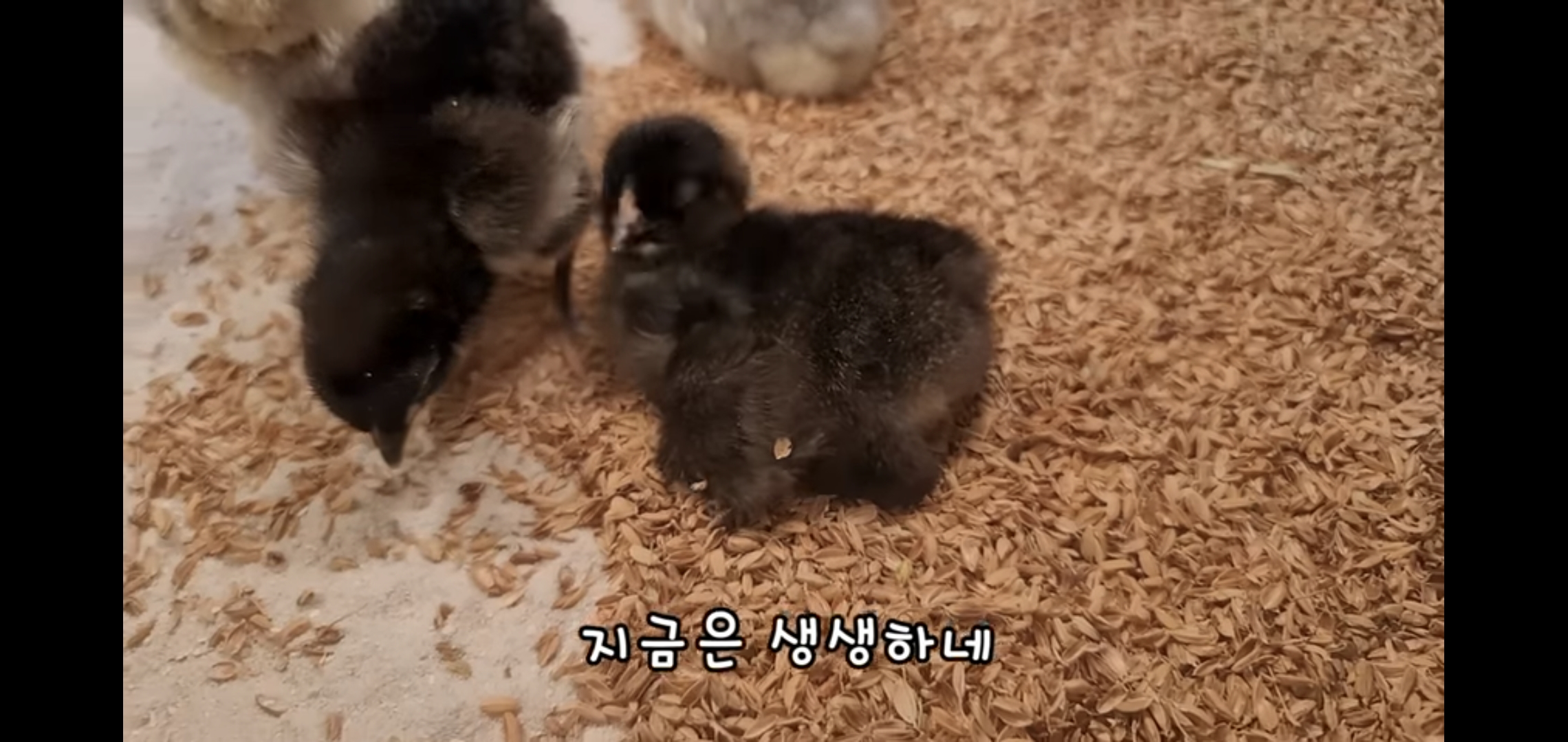 오늘자 폭력적이고 불쌍한 영상 올린 유튜버 매탈남.jpg | 인스티즈