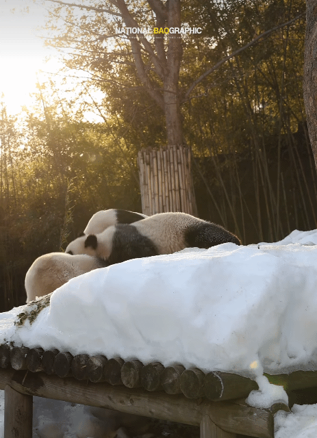 서로 알콩달콩 사이좋은 루이 후이바오 🐼 | 인스티즈