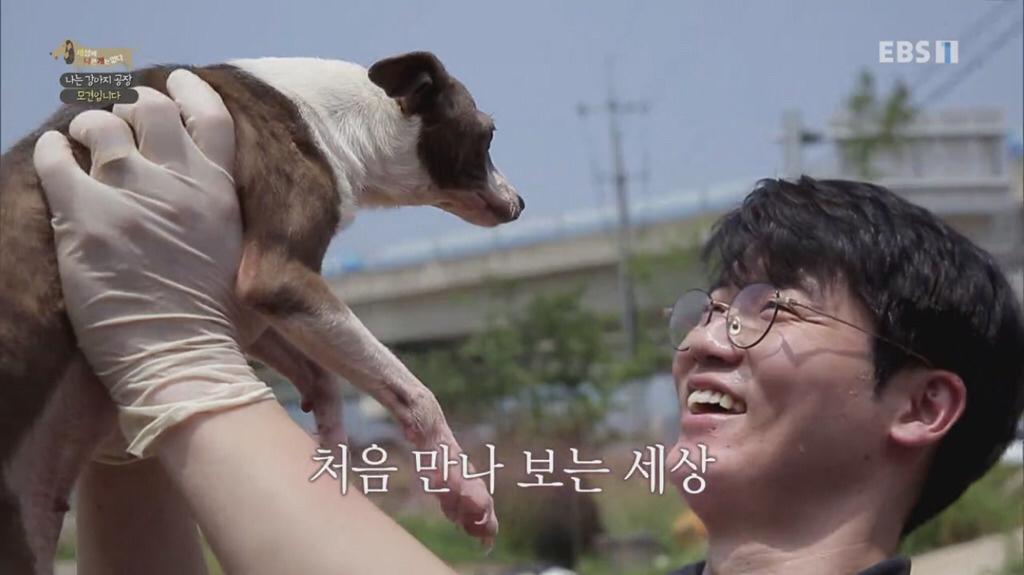 [세상에나쁜개는없다] 강아지 공장에서 구조되어 설채현 전문가에게 입양된 '세상이' 근황 | 인스티즈