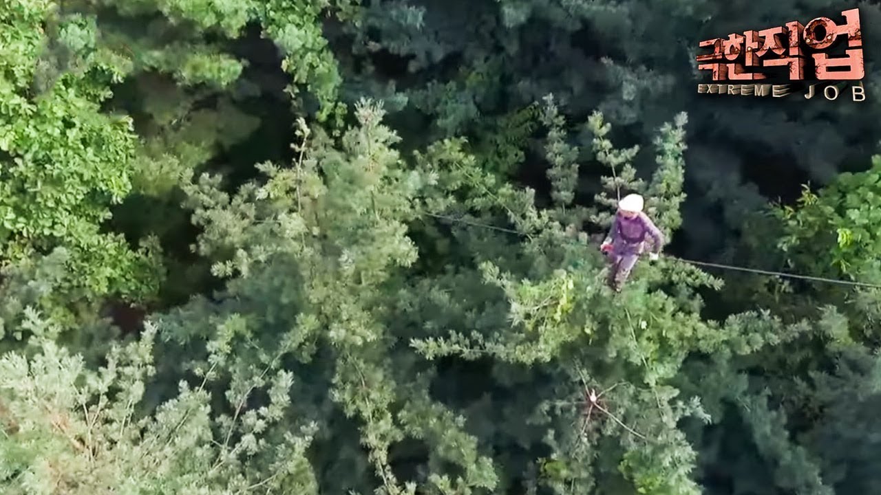 잣 열매가 개비싼 이유 | 인스티즈