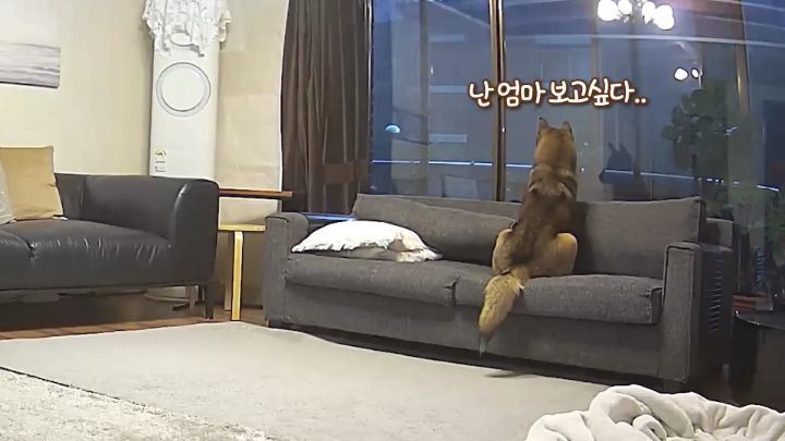 집에 강아지들끼리만 남겨졌을때 | 인스티즈