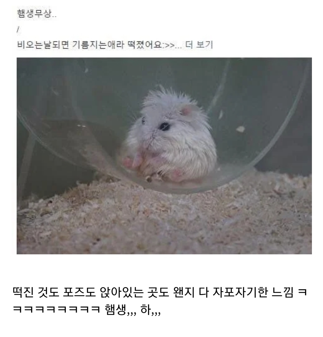 비오는 날엔 기름지는 햄스터.jpg | 인스티즈