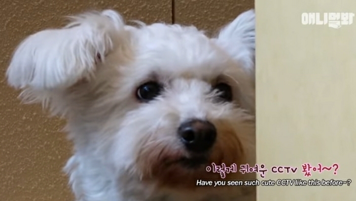 수줍음이 많은 강아지가 사람을 좋아하는 법 | 인스티즈