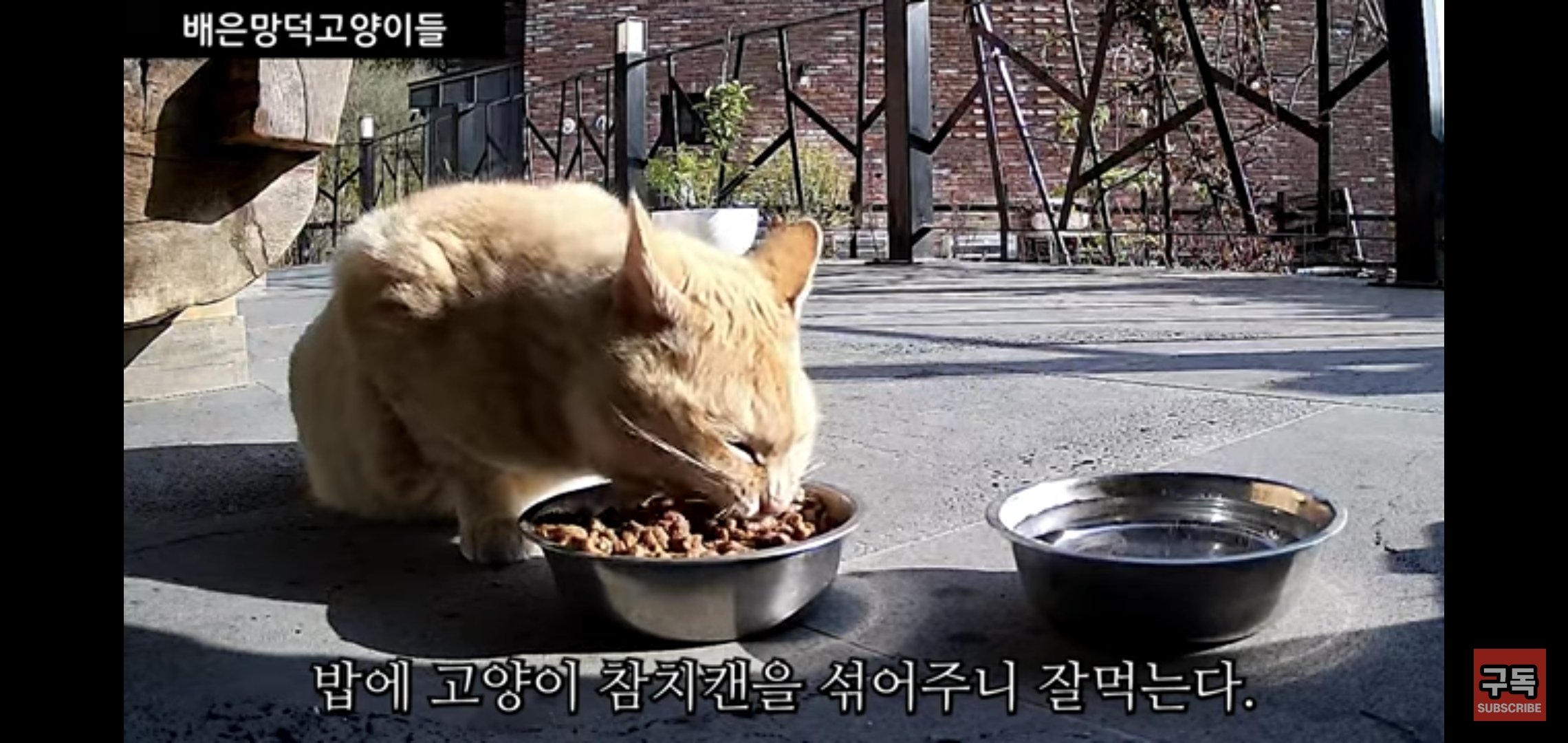 집 마당에 고양이가 나타나는 족족 다 잡아버리는 유튜버..jpg | 인스티즈