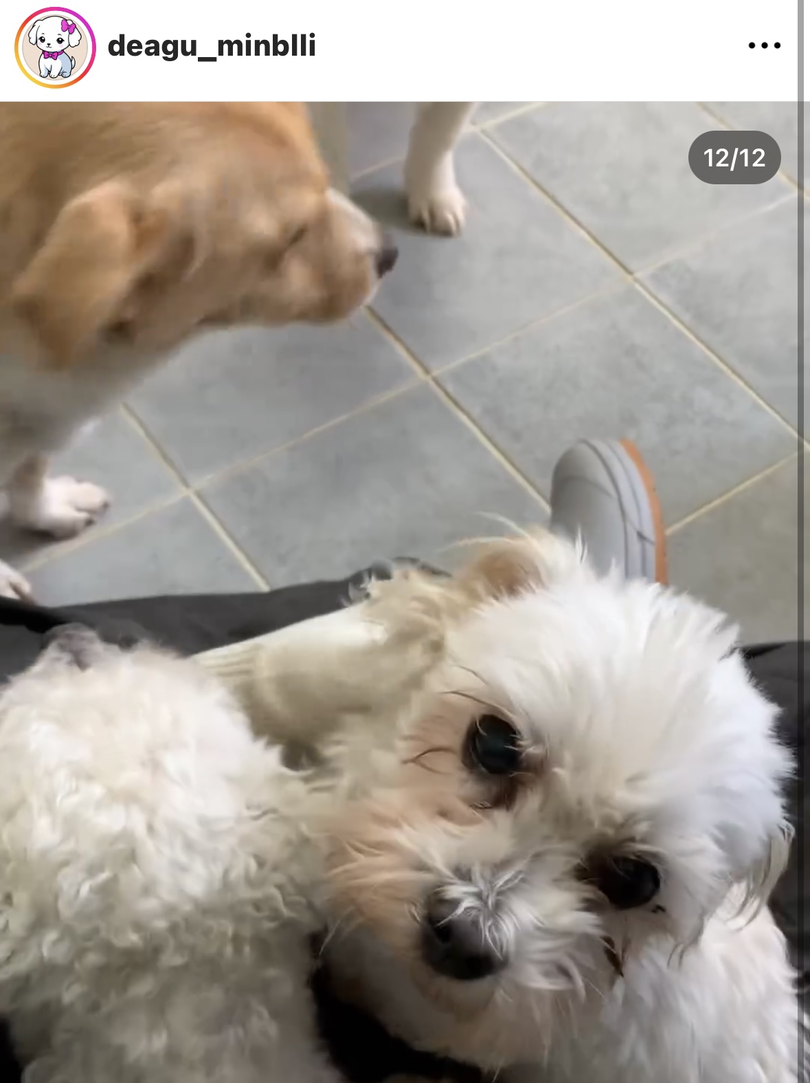 사람을 이렇게나 좋아하는데.. 곧 안락사된대요.... | 인스티즈