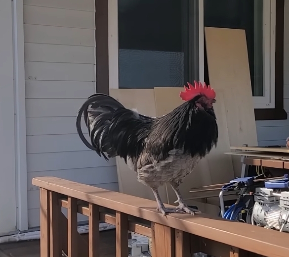 매맞는 삶을 살고 있는 매탈남 근황.jpgif | 인스티즈