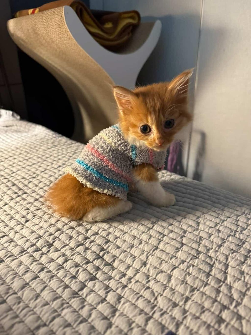 [입양홍보] 눈이 붙고 꼬리가 잘리고 링웜에 기아로 발견됐다 용된 고양이 - 품종느낌 사라졌다고 입양취소됨 | 인스티즈