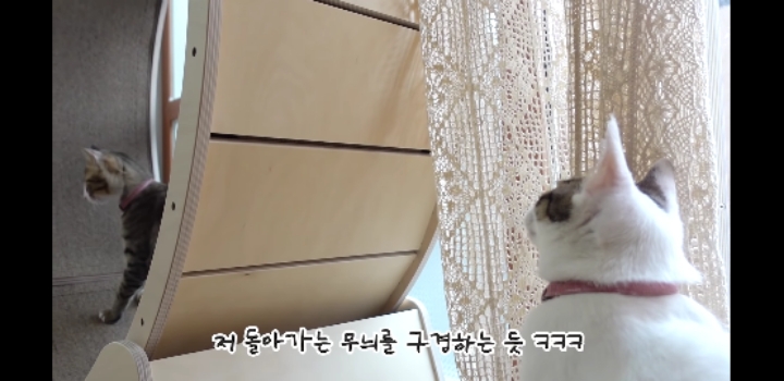 우리 고양이가 이상해요 ;;;;;;;;;; | 인스티즈
