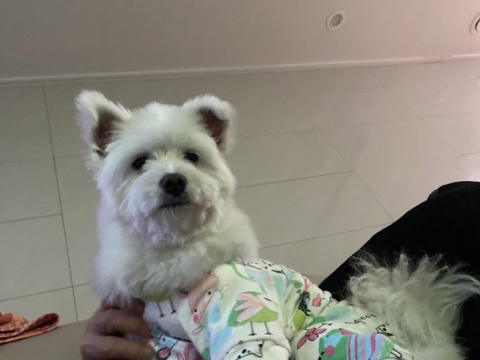 [강아지] 아빠가 보내주는 강아지 사진이 좋은 이유 | 인스티즈