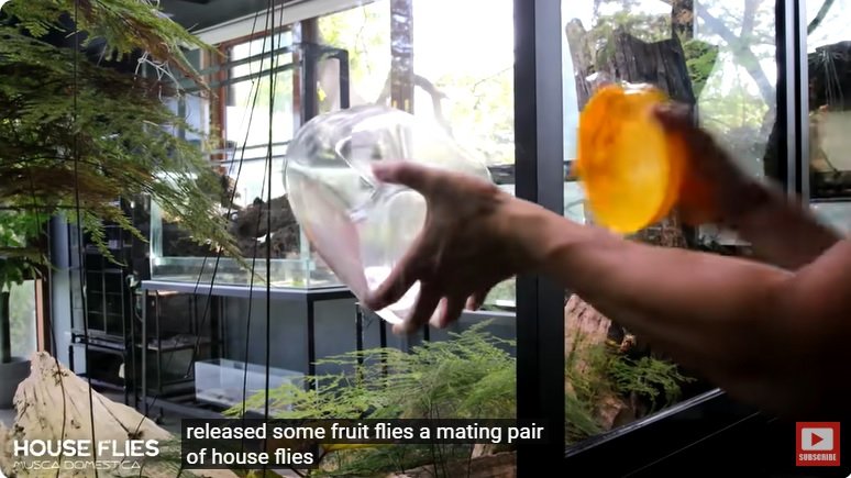 거대한 수조에 열대우림 환경을 조성해놓으면 생기는 일 - 3 | 인스티즈