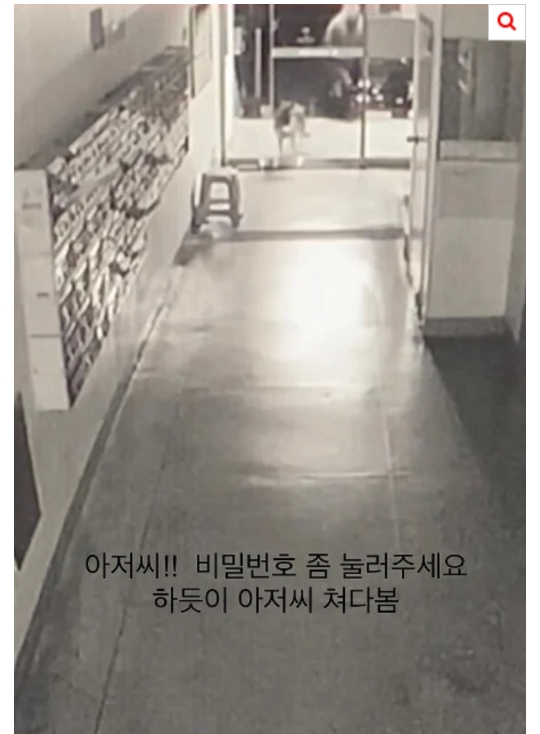 [네이트] 개가 혼자 엘리베이터 타고 집까지 찾아옴 | 인스티즈