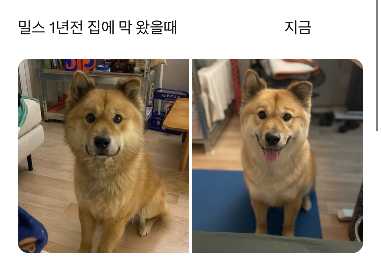 요즘 트위터에서 핫한 강아지 | 인스티즈