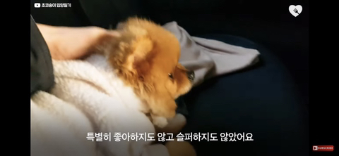 입양가는데 우는 강아지 | 인스티즈