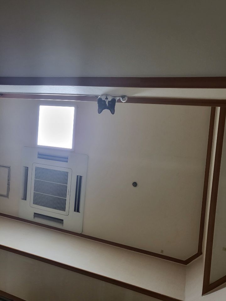 몰래 훔쳐보는 고양이 모음집 | 인스티즈