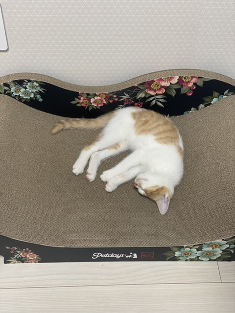 냥줍한지 한달 된 우리 고양이 보고가~!~! | 인스티즈