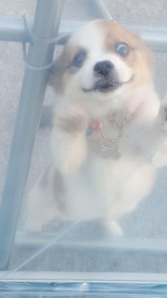 동네 친한 강아지 새끼낳았는데 나 자꾸 따라다녀 (동물농장/ 사진많음) +사진추가 | 인스티즈