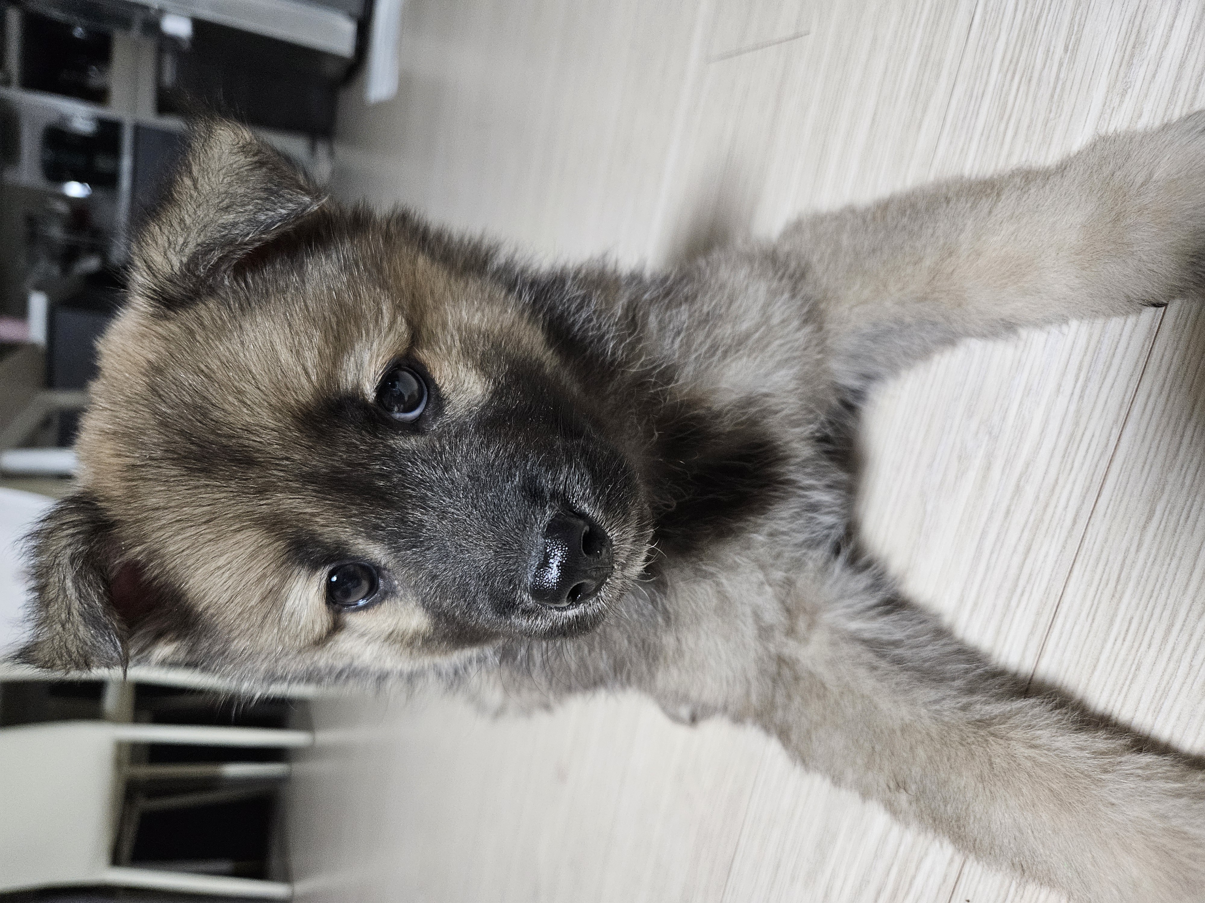 우리집 댕댕이 자랑 한번 해도 될까용? | 인스티즈