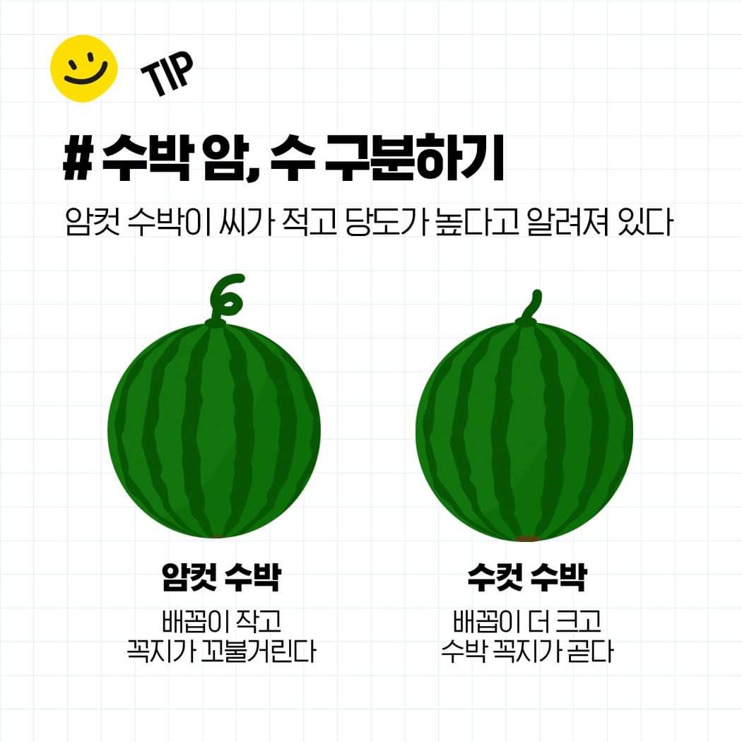 꿀수박 찾는 방법부터 보관 방법까지 알려드림 🍉 | 인스티즈