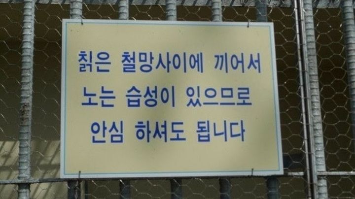 철망 사이에 끼어 괴로워보이는 칡.jpg | 인스티즈