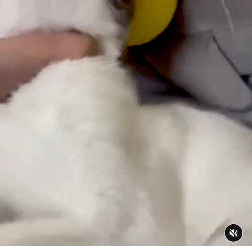 디씨인사이드 야옹이 갤러리 역대만행정리 (잔인함 주의) 사진 | 인스티즈