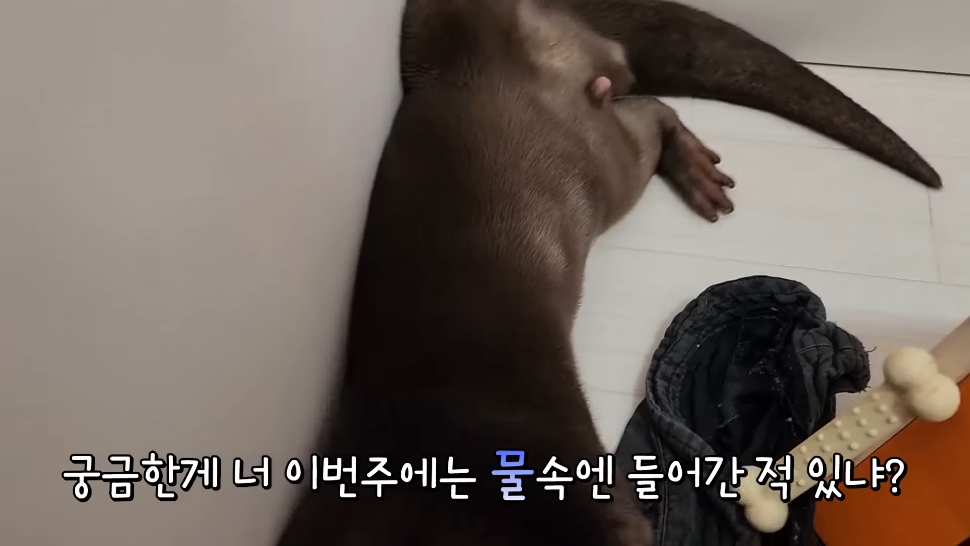 지옥이 다름없는 충격적인 일본 수달 카페.. | 인스티즈