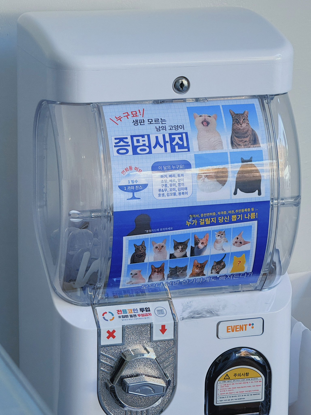 누구묘! 생판 모르는 남의 고양이 사진 가챠 | 인스티즈