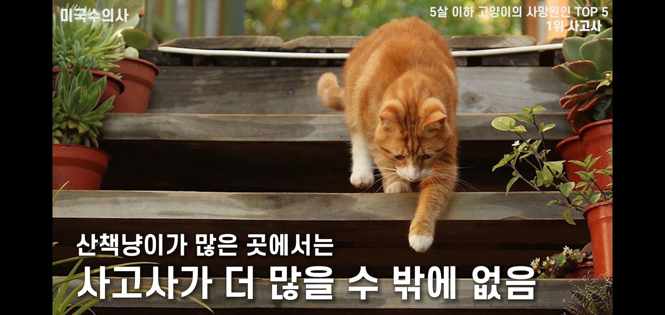 고양이 산책? 하지마!!!!! | 인스티즈