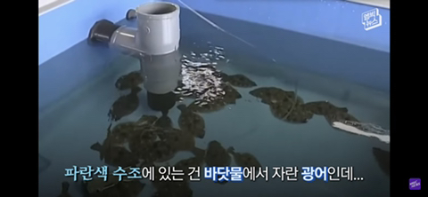 방사능 오염수에서 자란 맛 좋은 일본 광어 | 인스티즈