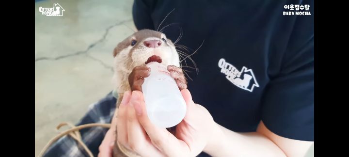 의사 선생님 품이 너무 좋은 아기수달 (아기수달 생애 첫 건강검진) | 인스티즈