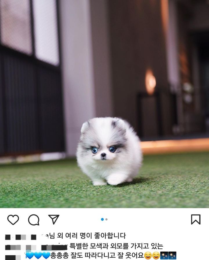 이제 하다하다 강아지 눈색깔까지 따지는 펫샵들 | 인스티즈
